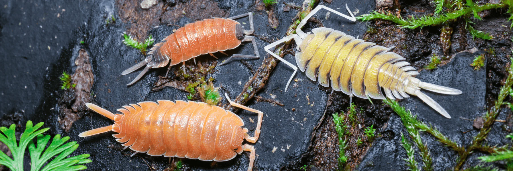 Master Your Living Ecosystem