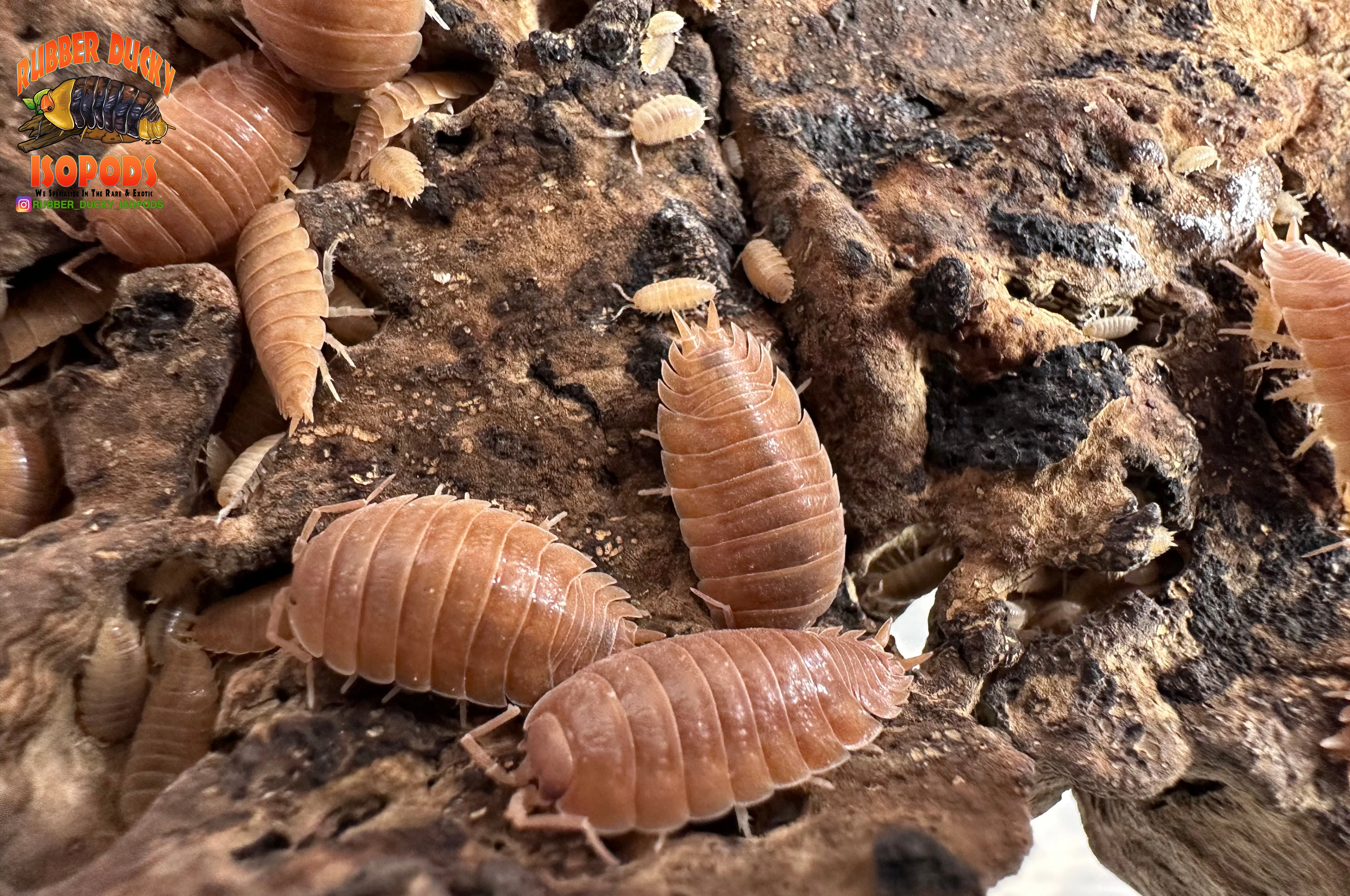 All Isopods for Sale