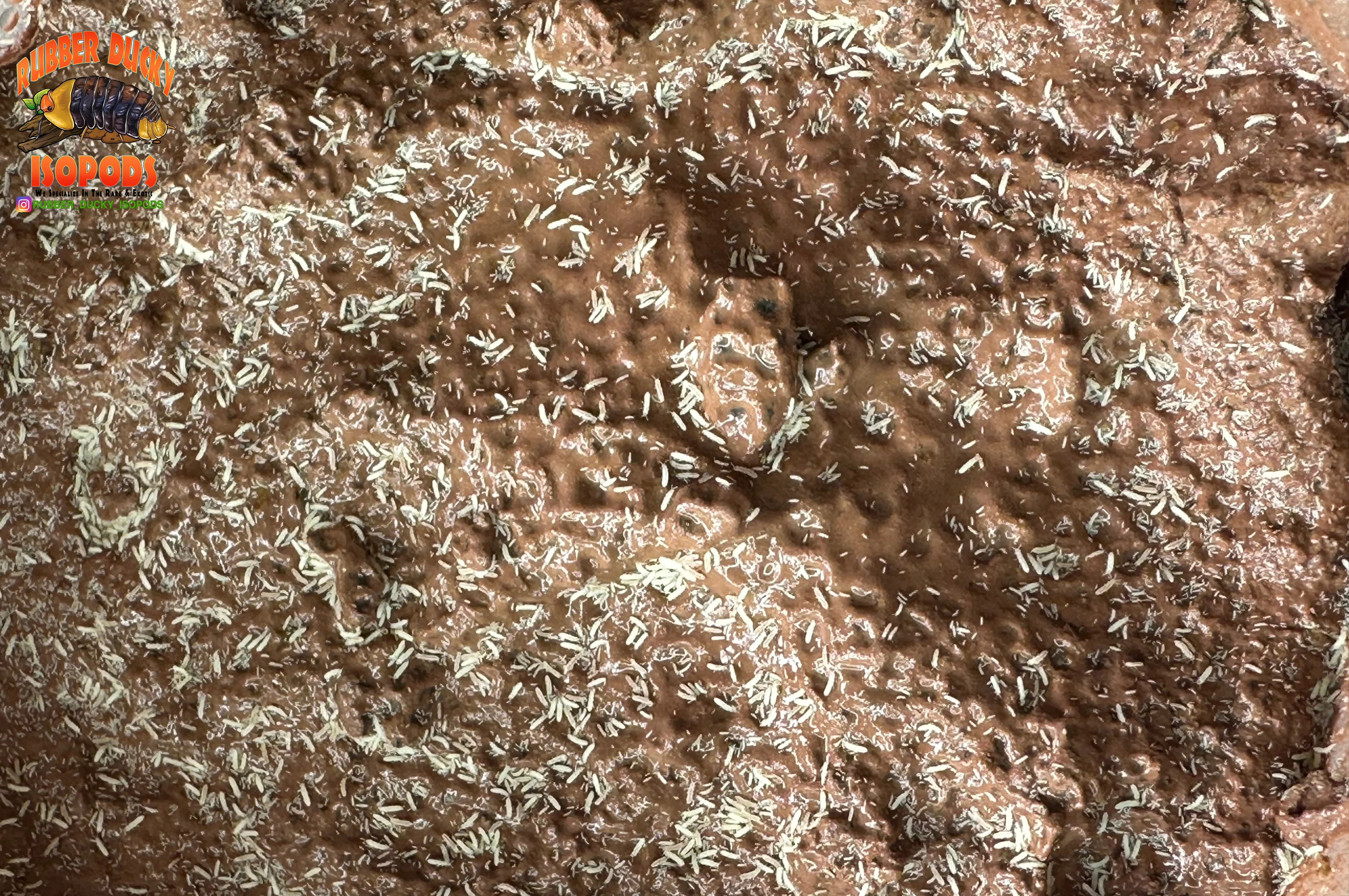 Build Your First Bioactive Setup