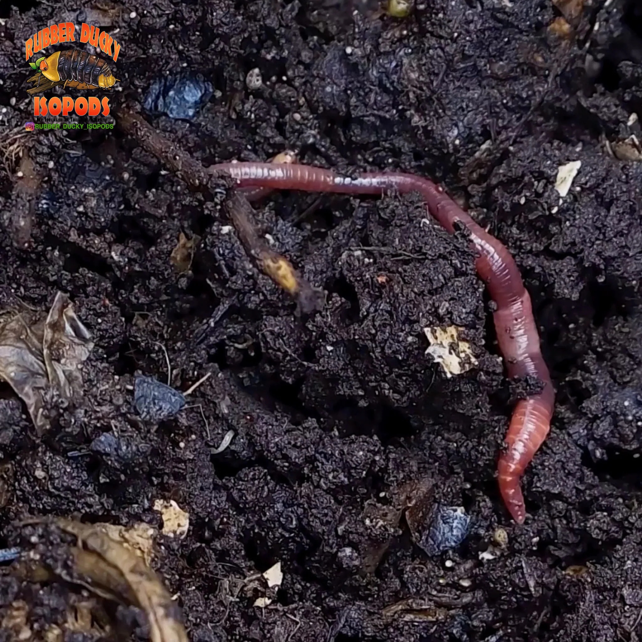 Bioactive Soil & Supplies